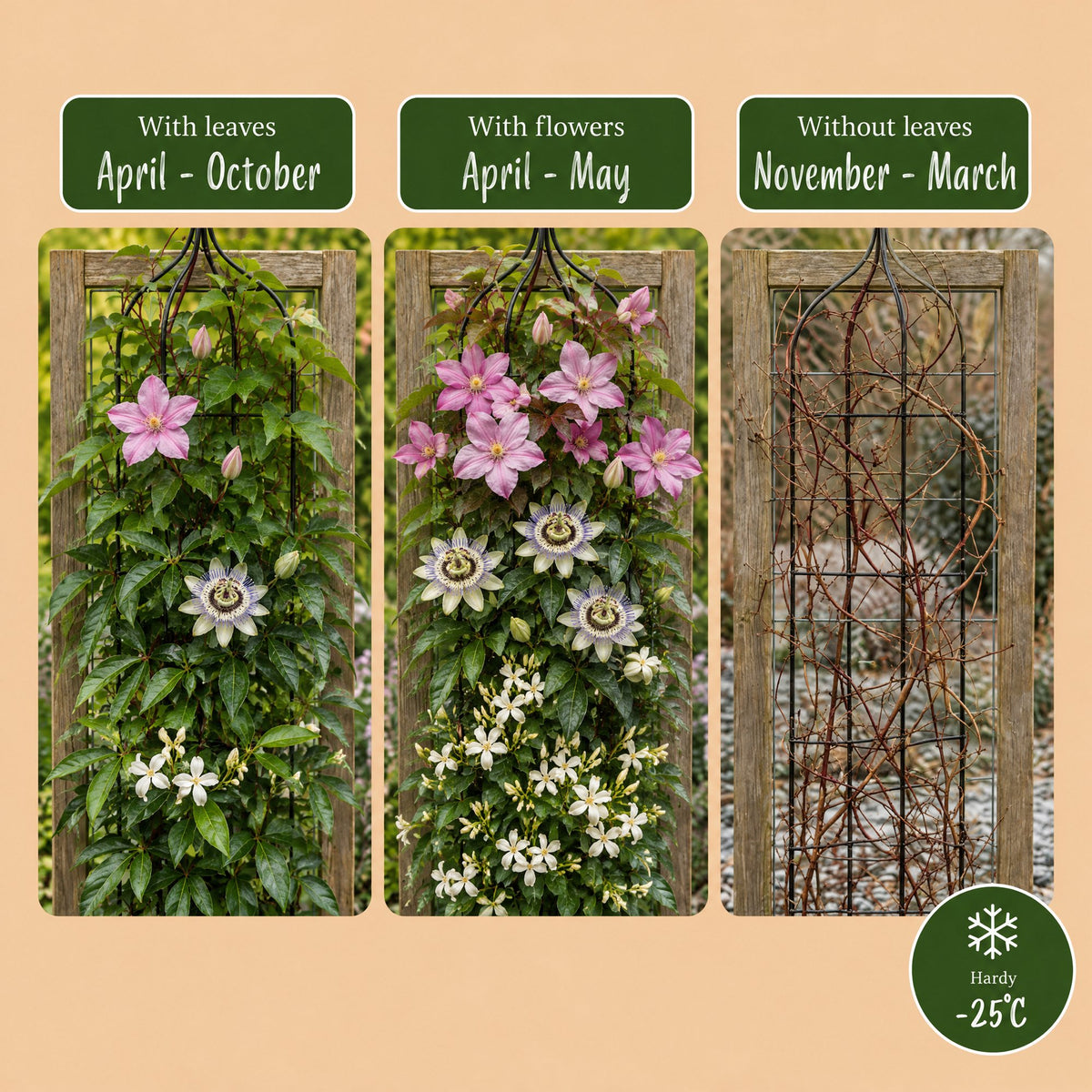 Klimplantenset Driekleurig – lichtroze-wit-paars – 6 planten, Ø9 cm, 35 cm hoog – foto 6