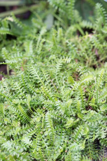 Leptinella squalida – 60 planter, Ø9 cm, 10–25 cm høje