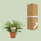 Asplenium Parvati (Vogelnestfarn) – Ø12 cm, 35 cm hoch