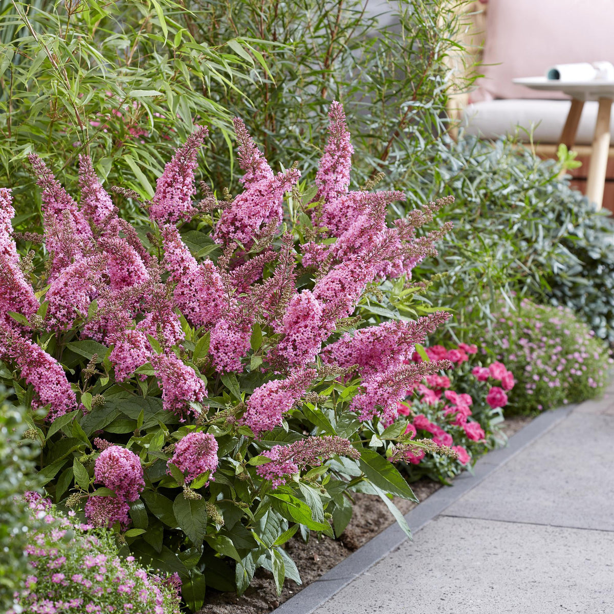 Buddleja davidii 'Butterfly Candy Little Pink' (vlinderstruik) – roze – 3 planten, Ø12 cm, 20–25 cm hoog