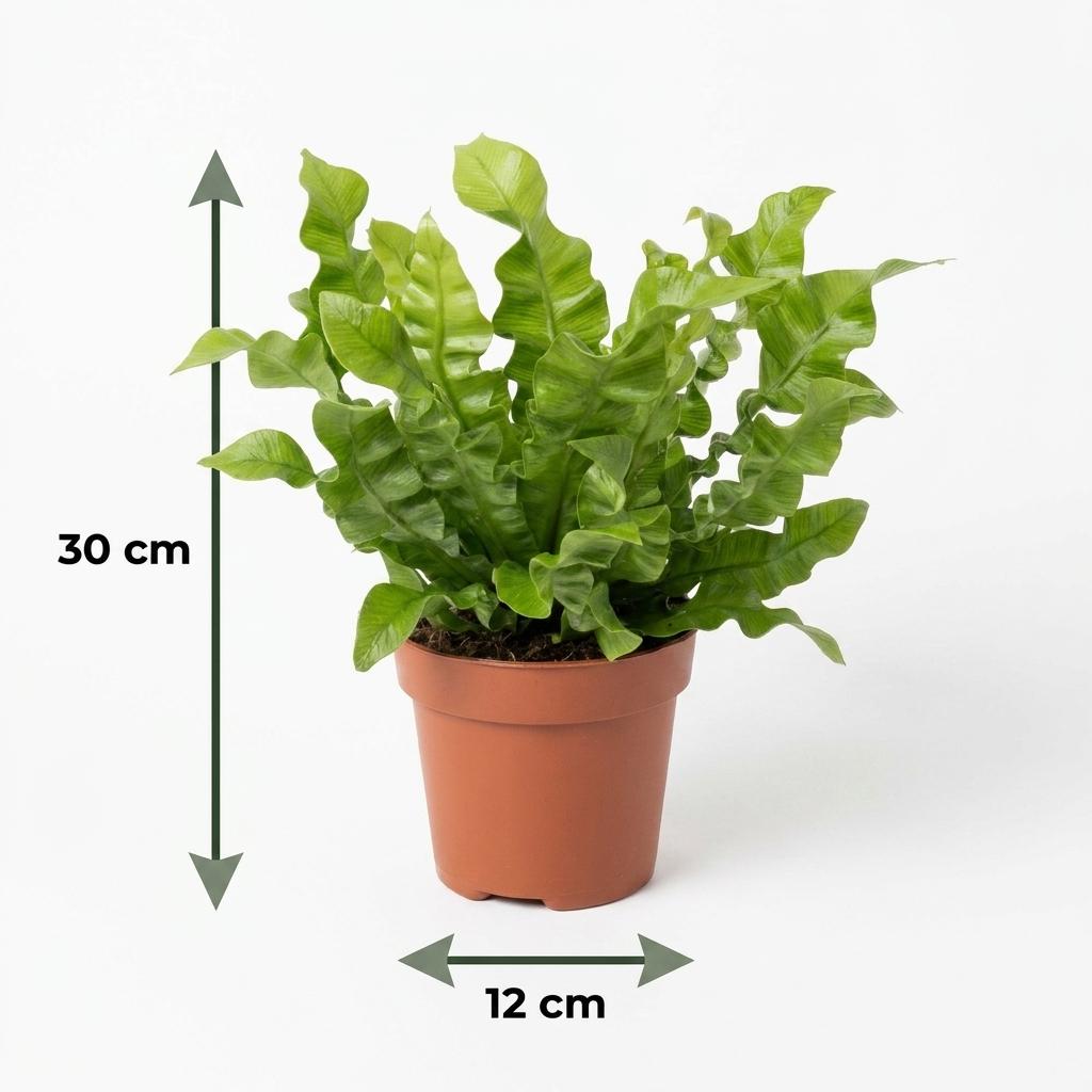 2× Asplenium Crispy Wave (fugleredbreg) i Potter-pyntepotte hvid – Ø12 cm, 30 cm høj