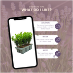 Buxus 'NewGen Freedom' – 72 Pflanzen, Ø 7 cm, 15 cm hoch