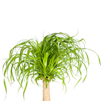 Beaucarnea recurvata Trunk (Elephant’s Foot) with Basket – Ø21 cm, 60–80 cm High