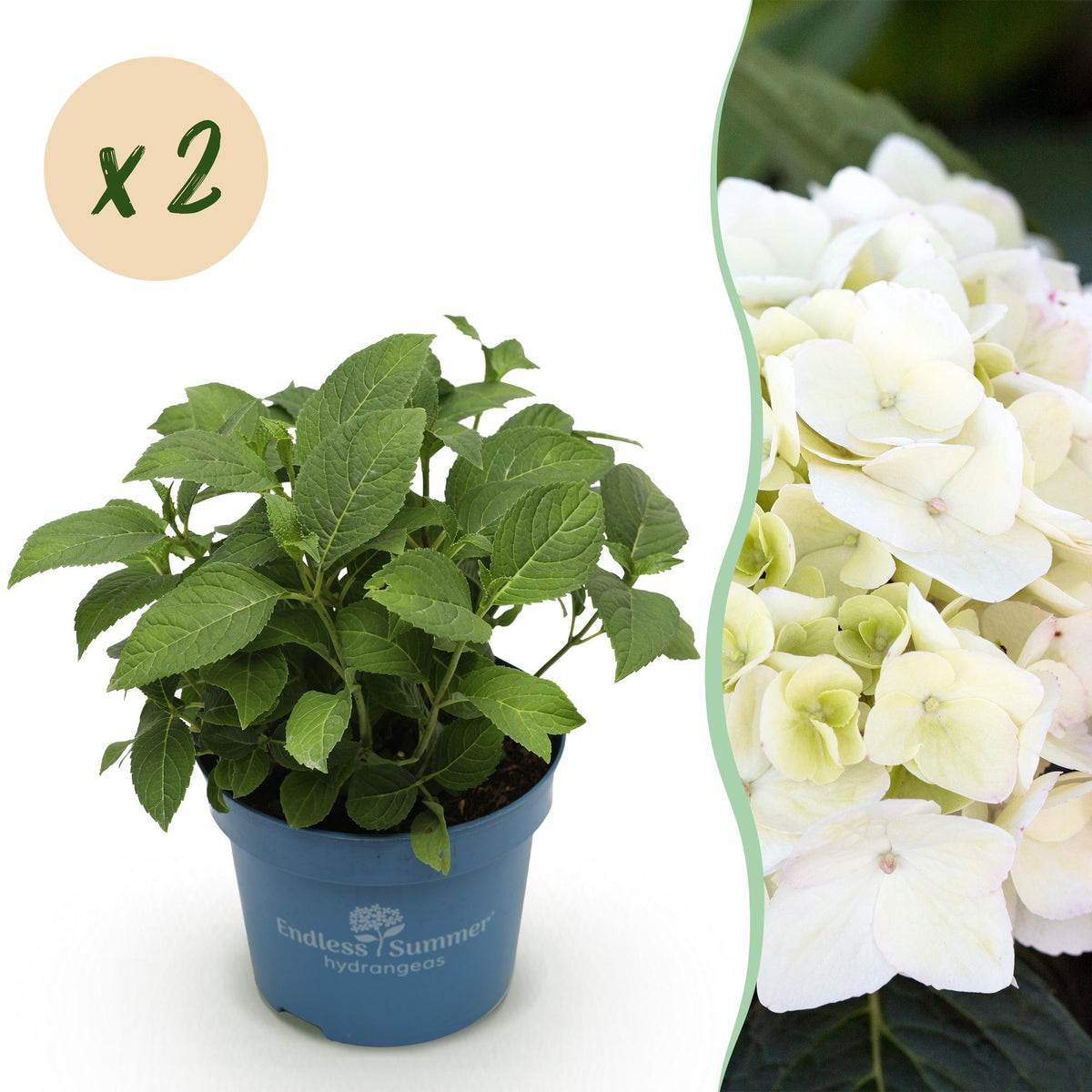 Hydrangea 'Endless Summer The Bride' (hortensia) – wit – 2 planten, Ø14 cm, 20–25 cm hoog