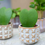 Lot de 6 cactus en pots San Juan – Ø 6 cm
