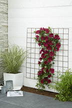 Clematis 'Nubia' (Virgin's Bower) – Ø15 cm, 65 cm high