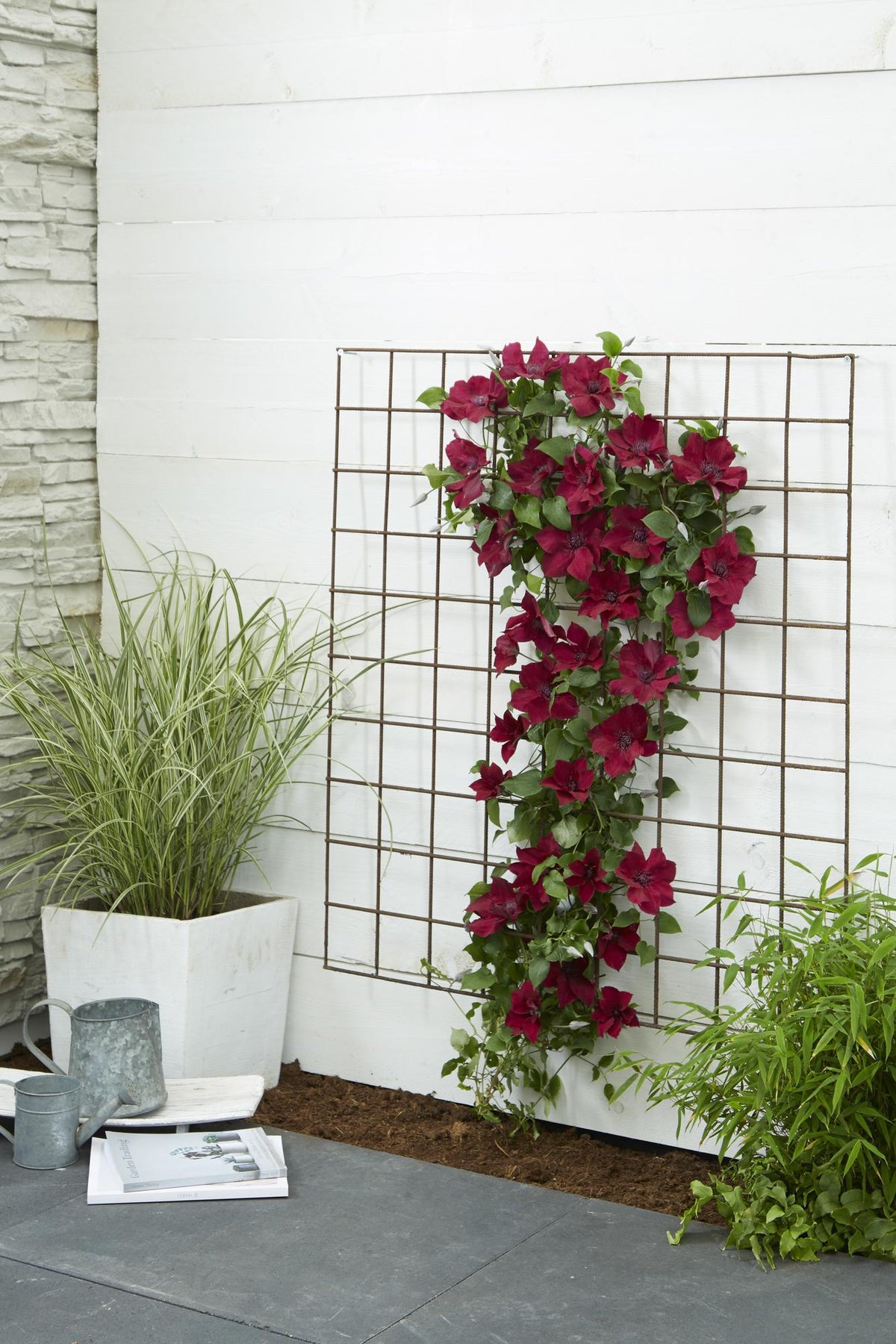 Clematis 'Nubia' (Virgin's Bower) – Ø15 cm, 65 cm high – photo 6