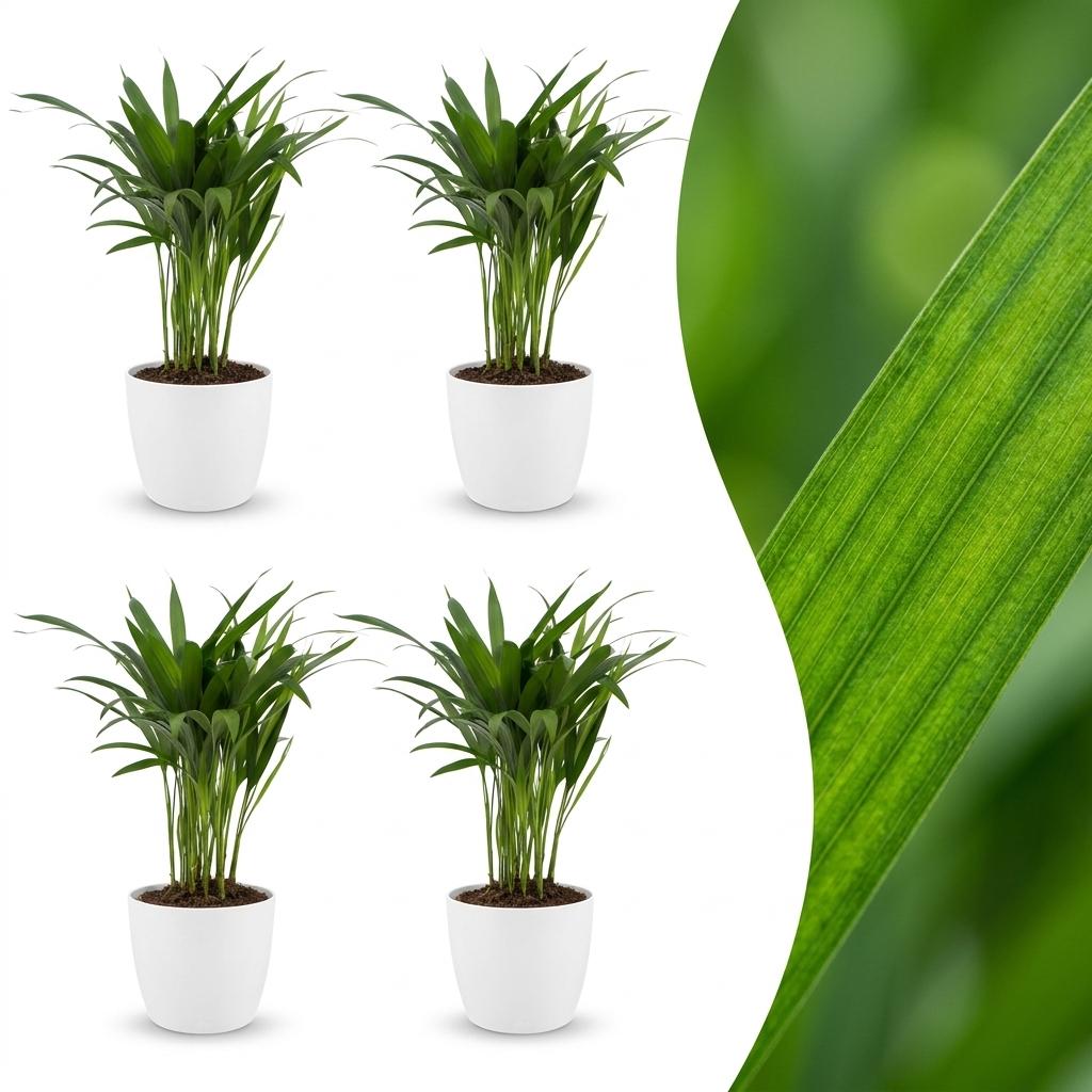 4× Areca lutescens (Dypsis) en pot de décoration blanc – Ø12 cm, 45 cm de haut
