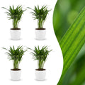 4× Areca lutescens (Dypsis) en pot de décoration blanc – Ø12 cm, 45 cm de haut