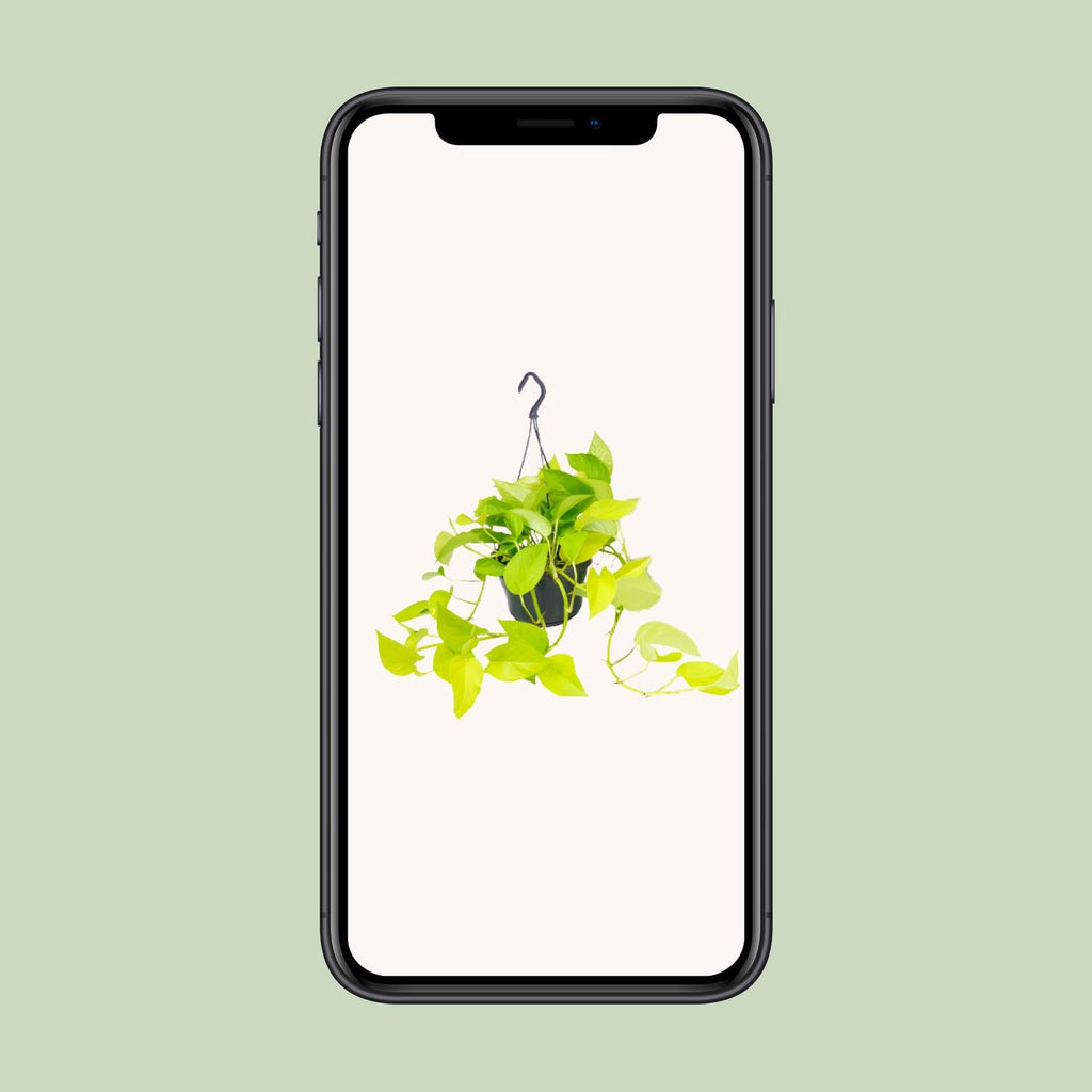 Epipremnum Golden Pothos (scindapsus) – Ø15 cm, 25 cm høj