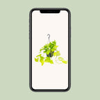 Epipremnum Golden Pothos (scindapsus) – Ø15 cm, 25 cm høj
