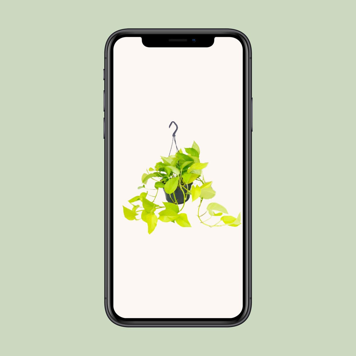 Epipremnum Golden Pothos (scindapsus) – Ø15 cm, 25 cm høj