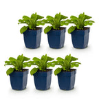 Digitalis purp. 'Dalmatian Purple' (digitale pourpre) – violet – 6 plantes, Ø11 cm, 15–25 cm de haut