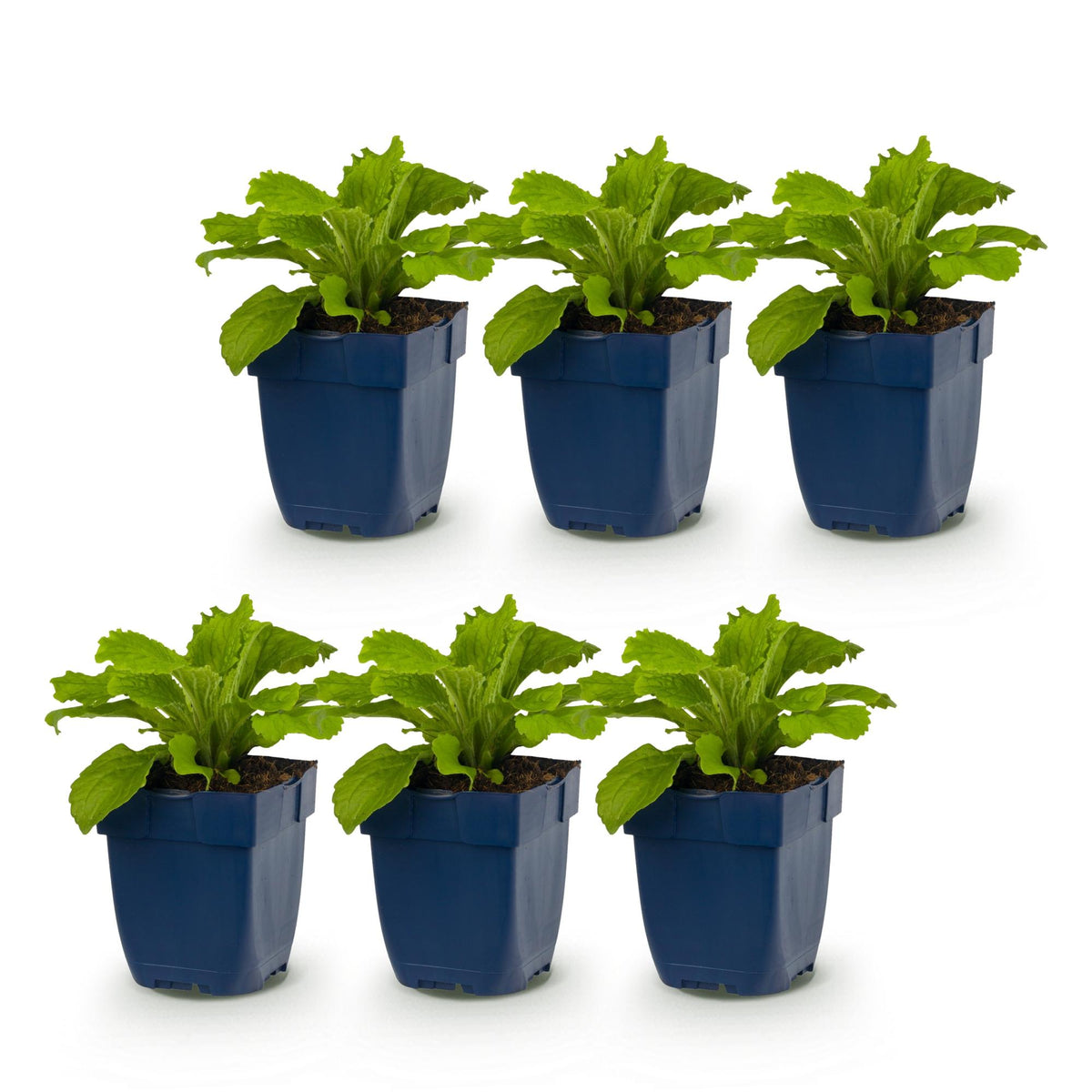 Digitalis purp. 'Dalmatian Purple' (digitale pourpre) – violet – 6 plantes, Ø11 cm, 15–25 cm de haut – photo 2