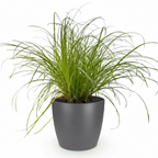 Cyperus alternifolius Zumula (sumpgræs) i grå dekorationspotte – Ø 12 cm, 20 cm høj