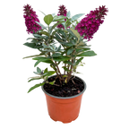 Buddleja davidii 'Butterfly Candy Little Ruby' (Fliederblume) – rot – Ø12 cm, 20–25 cm hoch