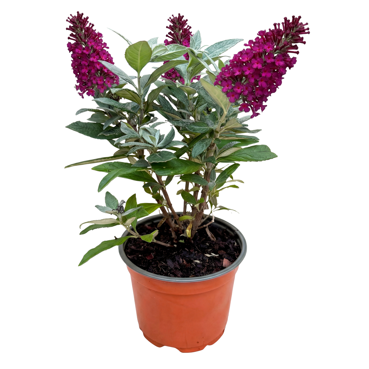Buddleja davidii 'Butterfly Candy Little Ruby' (vlinderstruik) – rood – Ø12 cm, 20–25 cm hoog