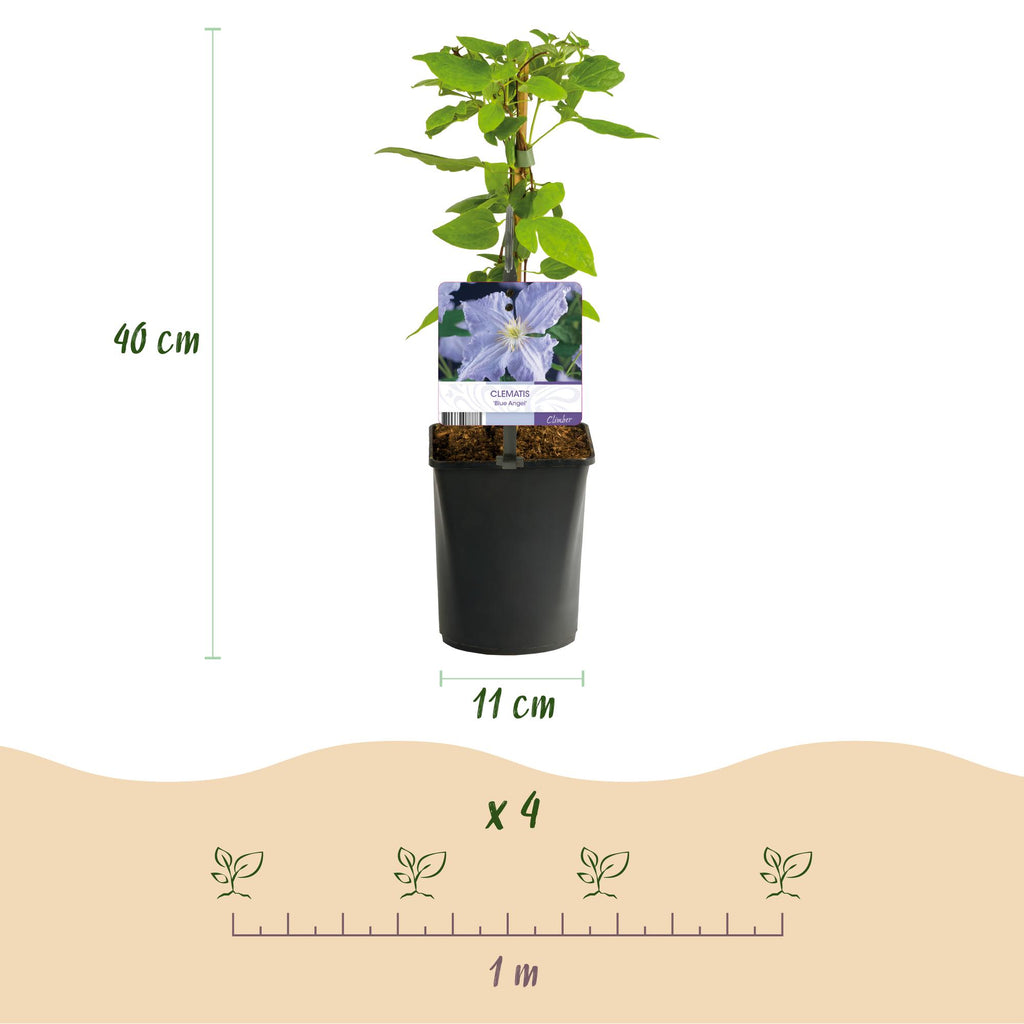 Clematis 'Blue Angel' (clematis) – blue – 2 plants, Ø11 cm, 40 cm high – photo 3