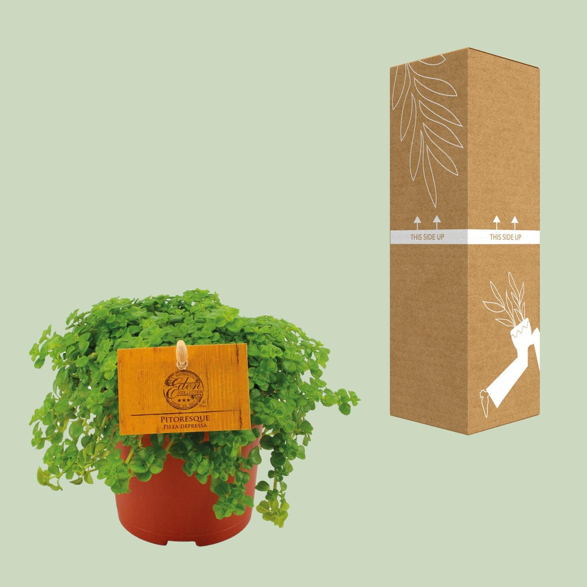 Pilea Depressa – Ø11 cm, 15 cm hoog