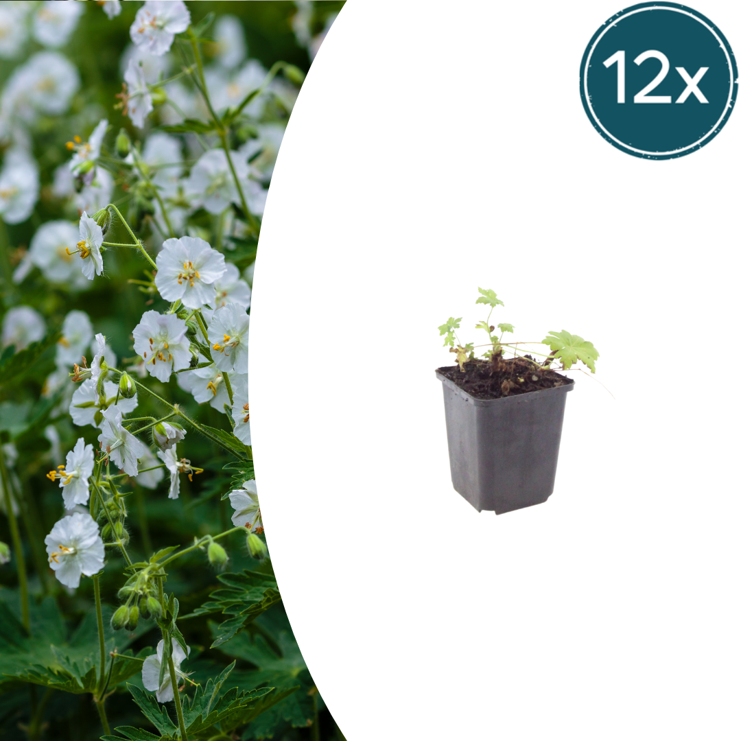 Géranium macrorrhizum 'White Ness' (géranium vivace) – 12 plants, Ø9 cm, 10–25 cm de haut