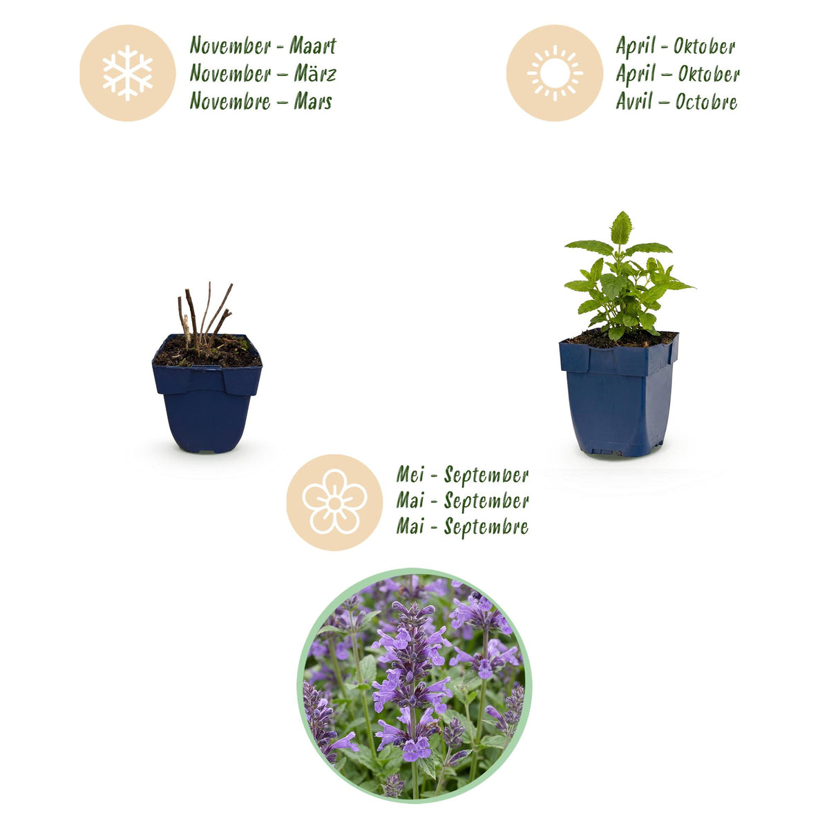 Nepeta nerv. 'Neptune' (Katzenminze) – lila – 12 Pflanzen, Ø 11 cm, 15–25 cm hoch – Bild 4