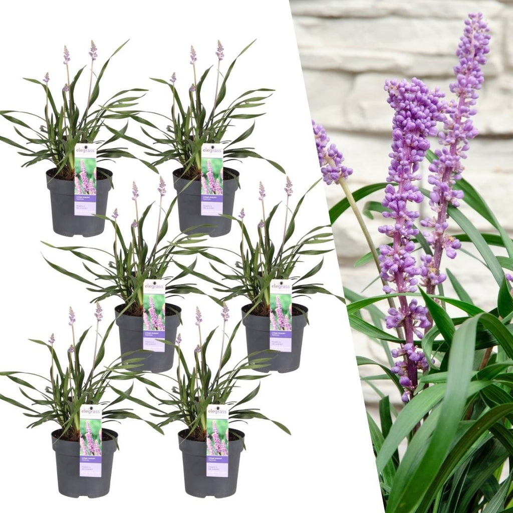 Liriope muscari 'Ingwersen' (lily grass) – 6 plants, Ø14 cm, 25 cm high