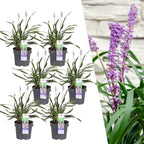 Liriope muscari 'Ingwersen' (lily grass) – 6 plants, Ø14 cm, 25 cm high