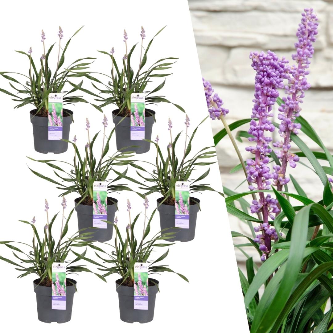 Liriope muscari 'Ingwersen' (lily grass) – 6 plants, Ø14 cm, 25 cm high
