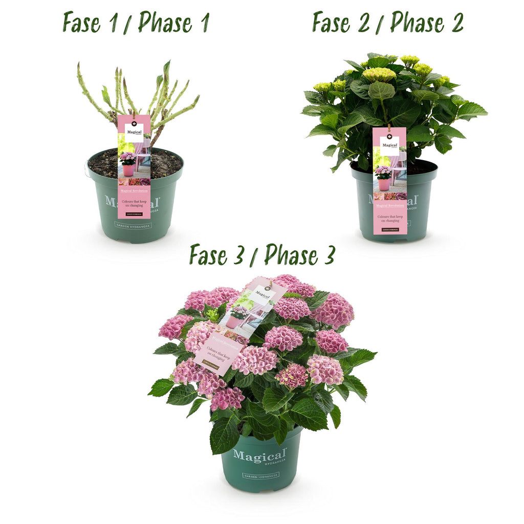 Hydrangea 'Magical Revolution Pink' – 2 plants, Ø23 cm, 55 cm high – photo 4
