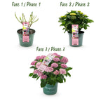 Hydrangea 'Magical Revolution Pink' – 2 plants, Ø23 cm, 55 cm high