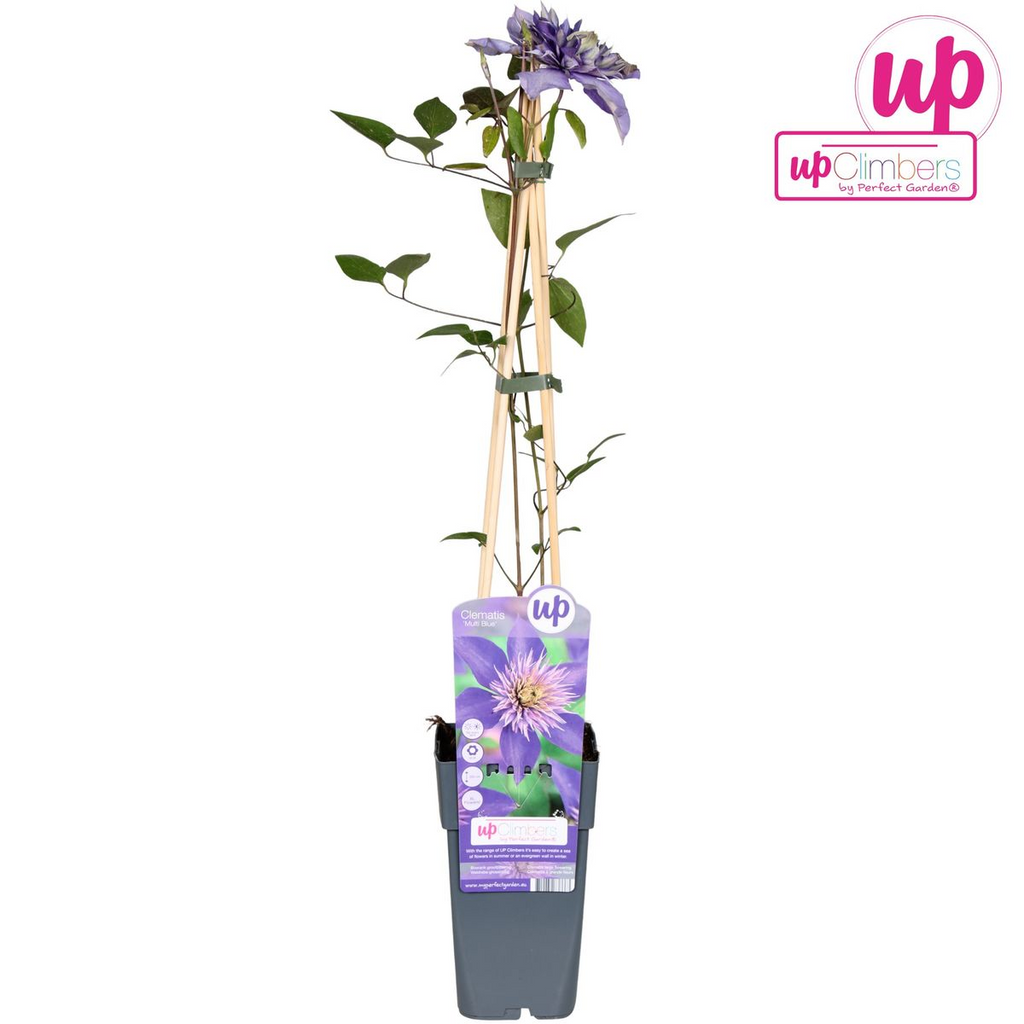 Clematis 'Multi Blue' (clematis) – Ø15 cm, 65 cm high – photo 6
