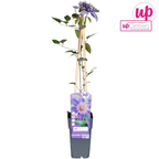 Clematis 'Multi Blue' (clematis) – Ø15 cm, 65 cm high