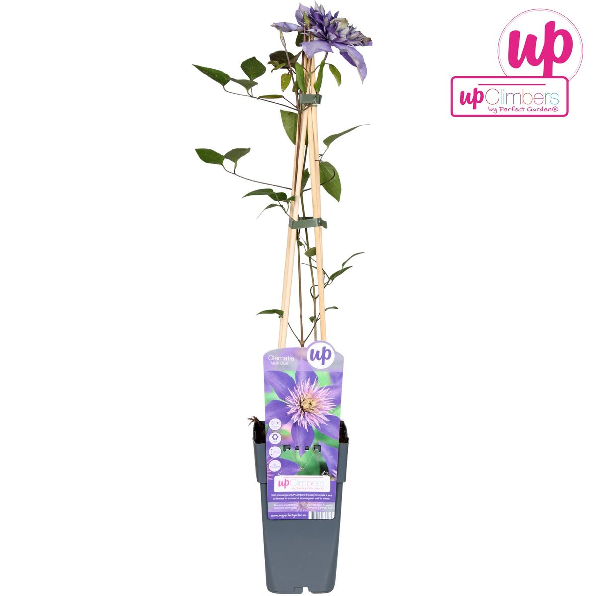 Clematis 'Multi Blue' (clematis) – Ø15 cm, 65 cm high – photo 6