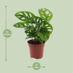 Hulplante (Monstera) – Ø12 cm, 30 cm høj