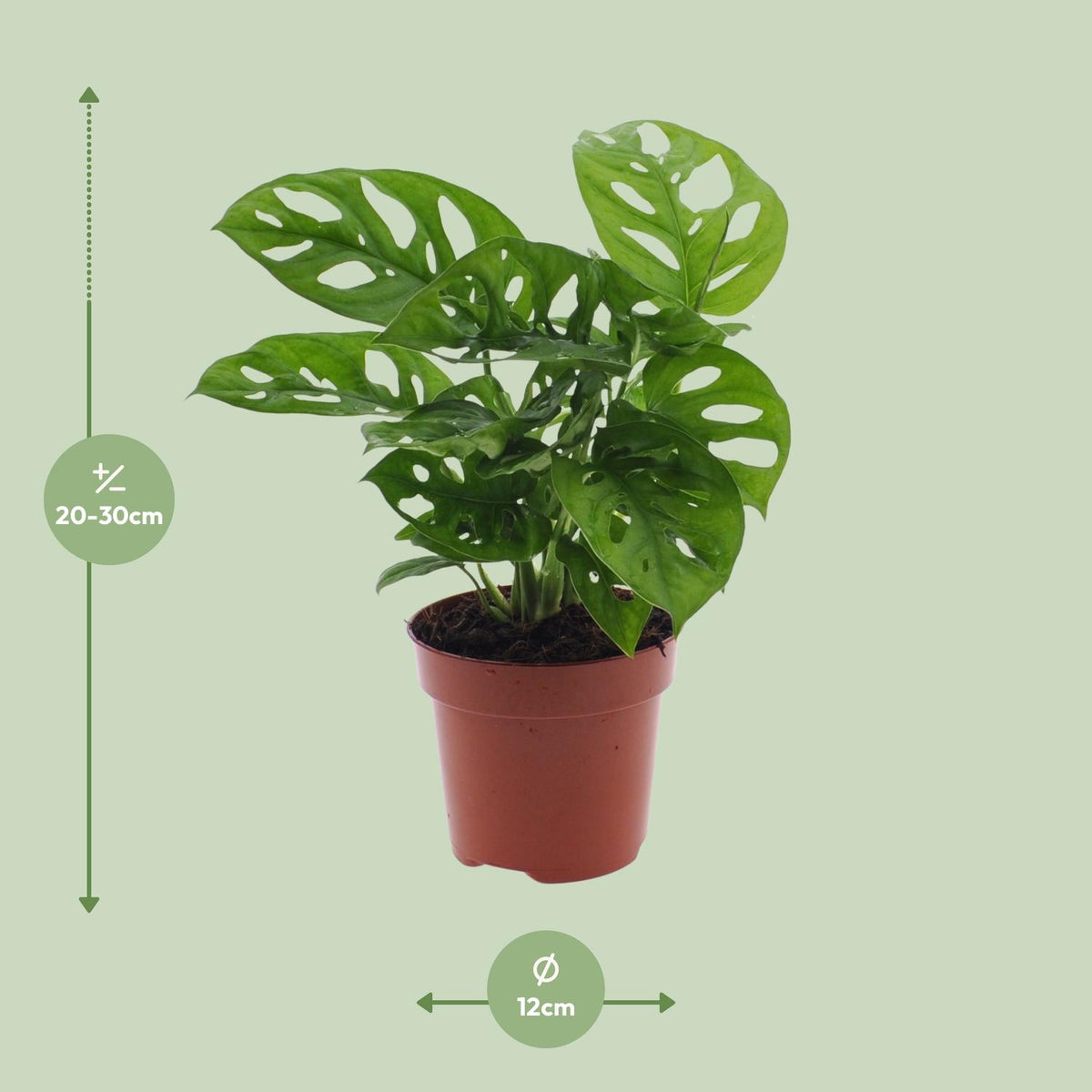 Hulplante (Monstera) – Ø12 cm, 30 cm høj