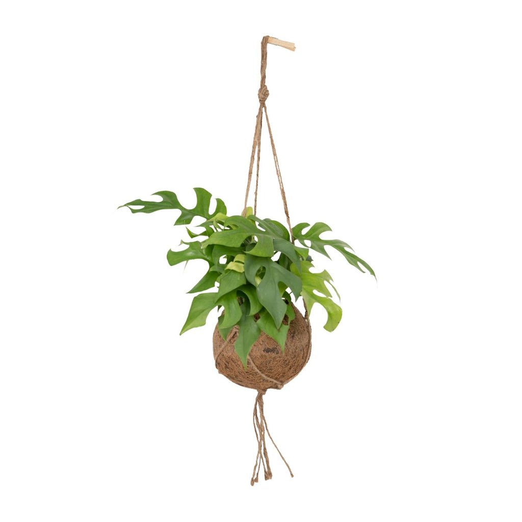 Monstera Minima Hängepflanze (Mini-Monstera) als Kokodama (Kokosfaserball) – Ø 15 cm, 25 cm hoch
