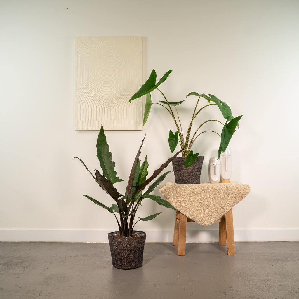 Alocasia Lauterbachiana (elefantøre) – Ø19 cm, 75 cm høj – billede 2