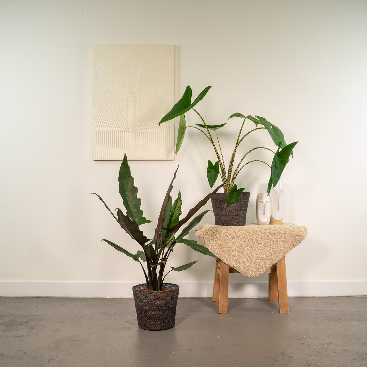 Alocasia Lauterbachiana (oreille d'éléphant) – Ø19 cm, 75 cm de haut