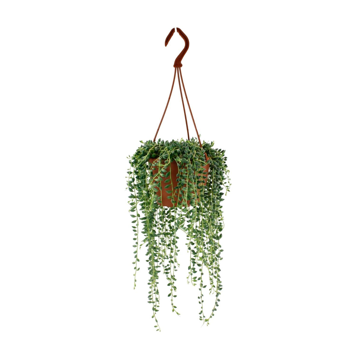 Senecio Herreianus (ærteplante) – Ø12 cm, 20 cm høj