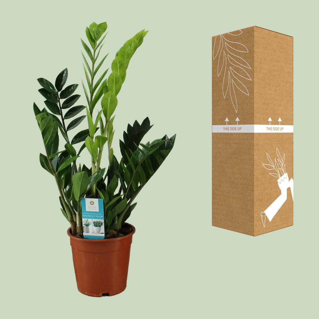 Zamioculcas zamiifolia (Glücksfeder) – Ø 17 cm, 65 cm hoch