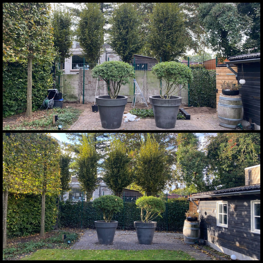 Hedera hibernica (klimop) gestokt – Ø10 cm, 150–175 cm hoog – foto 5