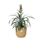 Ananas Mi Amigo in ELHO Vibes Fold 14cm geel (ananasplant) – 40 cm hoog