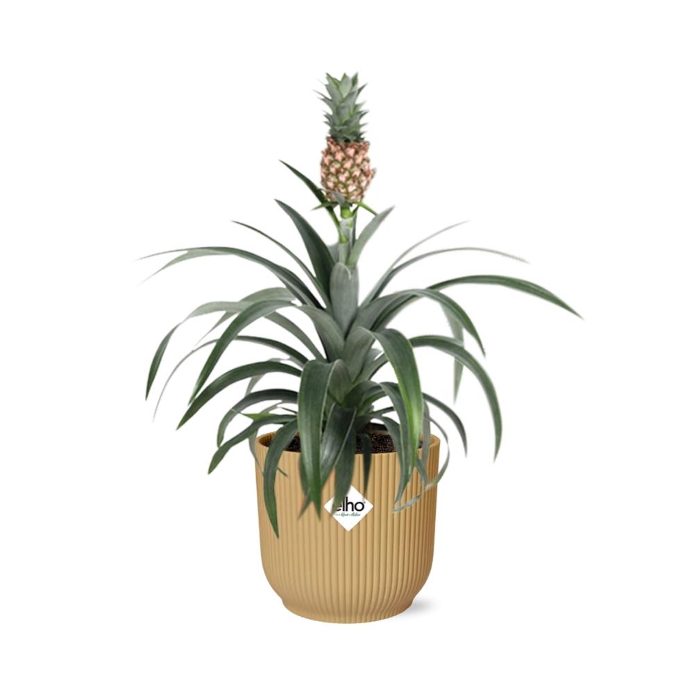 Ananas Mi Amigo in ELHO Vibes Fold 14cm geel (ananasplant) – 40 cm hoog