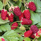 Rubus 'Thornless Loganberry' (framboise) – 2 plants, Ø15 cm, 50 cm de haut