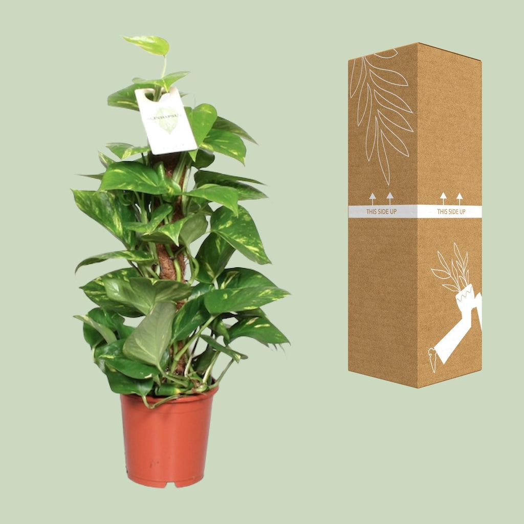 Epipremnum aureum (scindapsus) – Ø15 cm, 60 cm hög