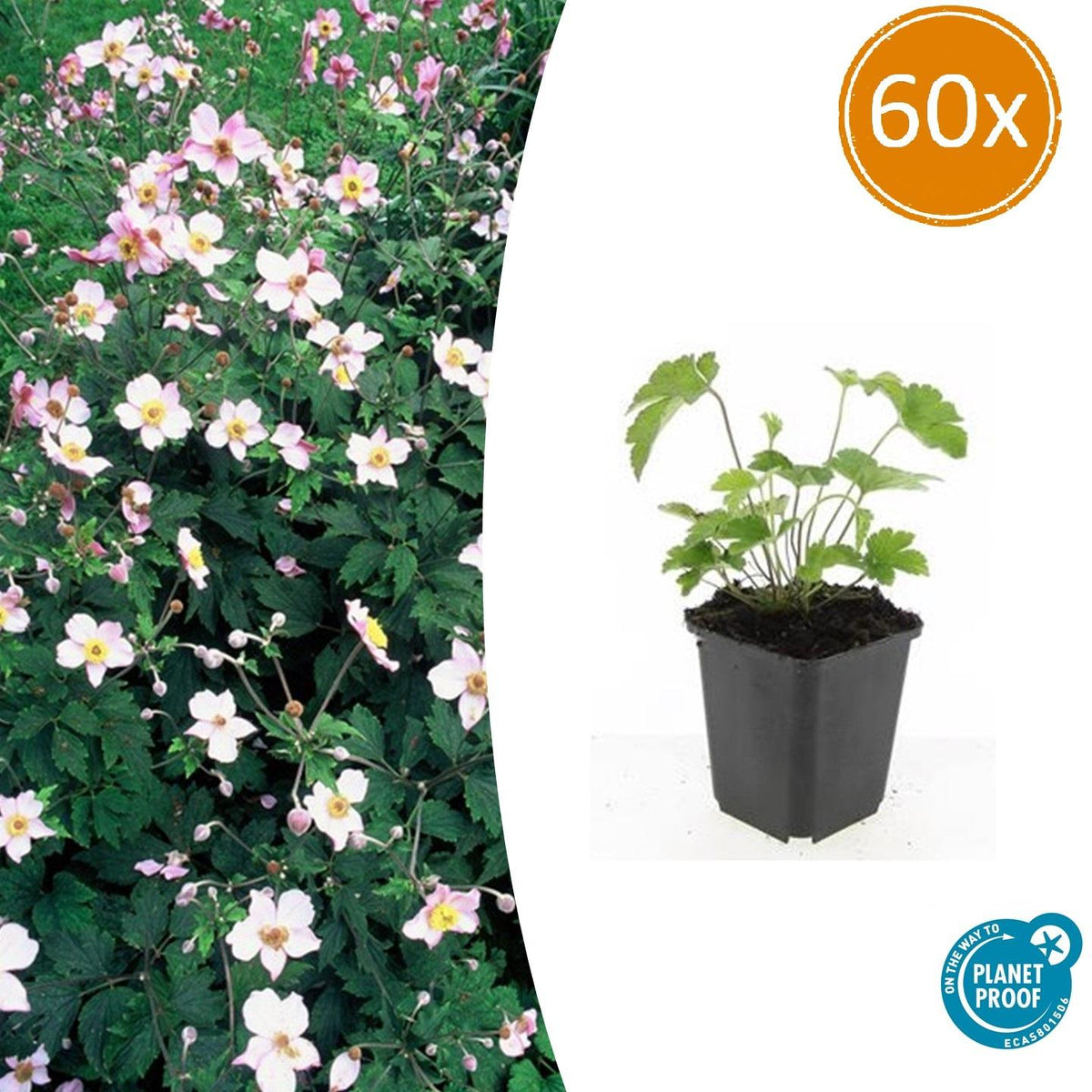 Anemone tom. 'Robustissima' (Herbstanemone) – 60 Pflanzen, Ø 9 cm, 10–25 cm hoch