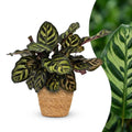 Calathea makoyana met mand – Ø12 cm, 25 cm hoog