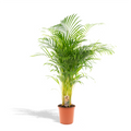 Areca palm (Dypsis) – Ø21 cm, 130 cm hoog
