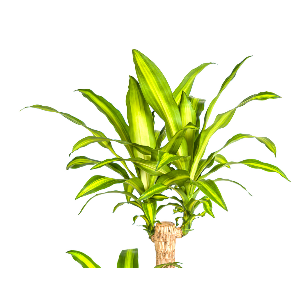 Dracaena fragrans Massangeana (arbre du dragon) – Ø24 cm, 130–150 cm de haut