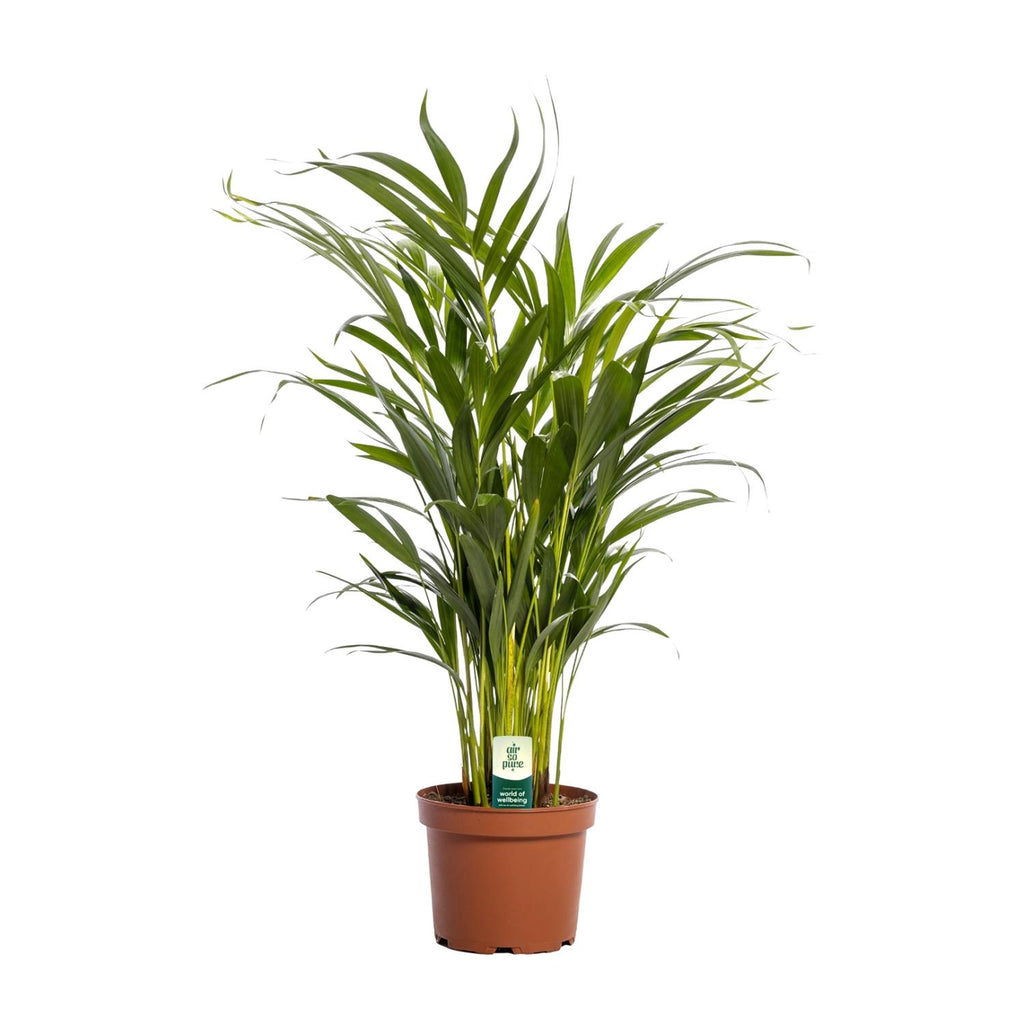 Dypsis lutescens (goudpalm) – Ø17 cm, 65 cm hoog